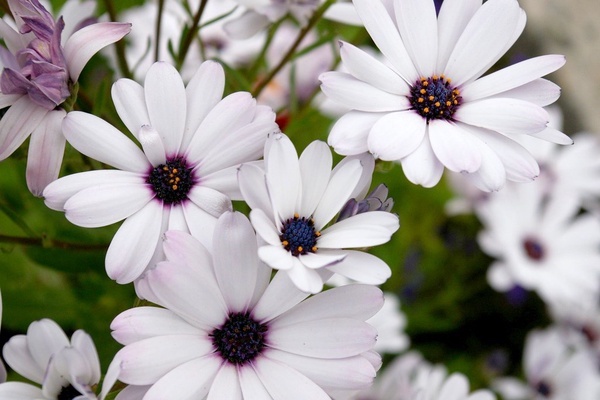 White daisy-like flowers with purple/blue in the center
