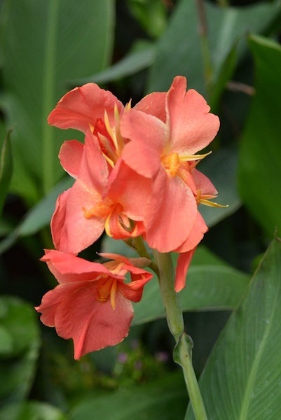 Coral colored flowers in a bundle.