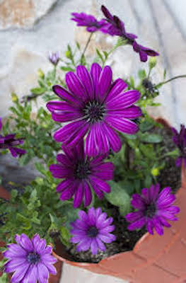 Dark purple daisy-like flowers with a dark almost black center.